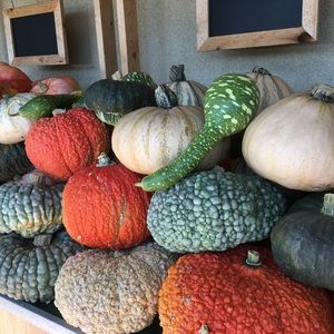 Meet your Posher, Afsaneh